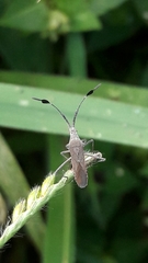 Chariesterus armatus