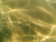 Eucinostomus currani