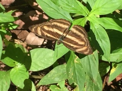 Athyma nefte subrata