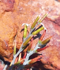 Adromischus inamoenus