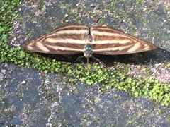 Athyma nefte subrata