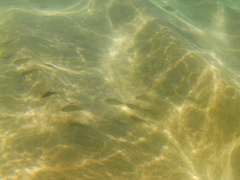 Eucinostomus currani