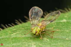 Paricana