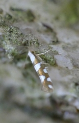 Argyresthia brockeella