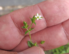 Arenaria serpyllifolia