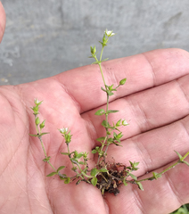 Arenaria serpyllifolia