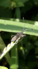 Chariesterus armatus