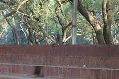 Funambulus pennantii