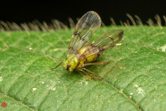 Paricana