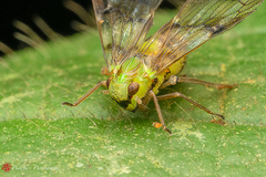 Paricana