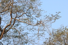 Streptopelia chinensis
