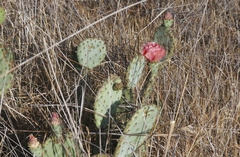Opuntia × vaseyi