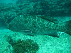 Mycteroperca rosacea