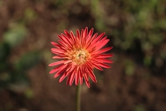 Angiospermae