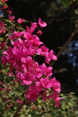 Angiospermae
