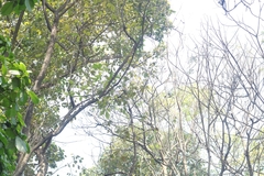 Psilopogon lineatus