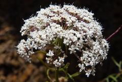 Daucus tenuissimus