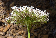 Daucus tenuissimus