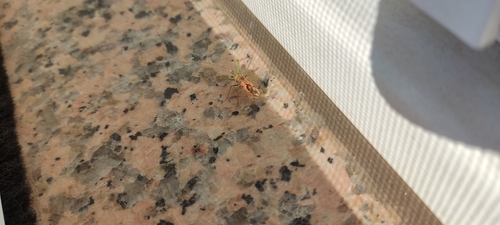 Photo of Leafhopper Assassin Bug (Zelus renardii)