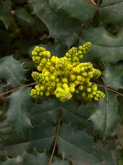 Berberis aquifolium