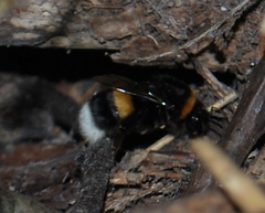 Bombus lucorum