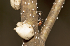 Iridomyrmex rubriceps