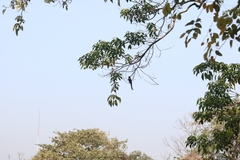 Dicrurus macrocercus