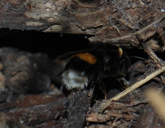 Bombus lucorum