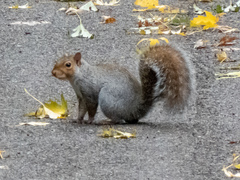 Sciurus carolinensis