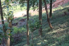 Argya striata