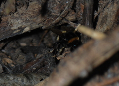 Bombus lucorum