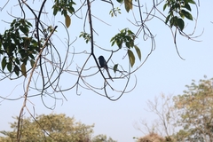 Dicrurus macrocercus