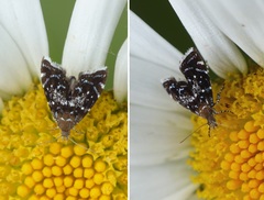 Prochoreutis myllerana