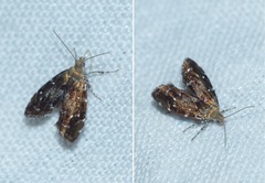 Prochoreutis myllerana