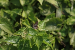 Tarucus