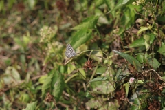 Tarucus