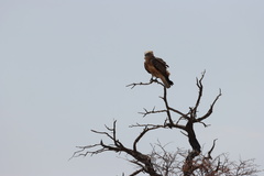 Circaetus
