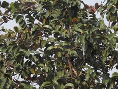 Artocarpus lacucha