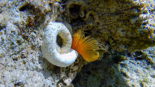 Red-spotted Horseshoe, Ionian Islands, Peloponnese, Western Greece and the Ionian Islands, Greece, photo 10 of 10