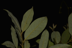 Cryptocarya glaucescens