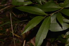 Cryptocarya glaucescens