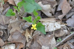 Viola eriocarpa
