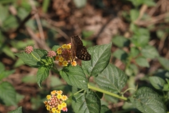 Junonia lemonias