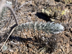 Acmispon argophyllus adsurgens