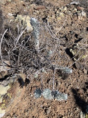 Acmispon argophyllus adsurgens