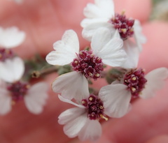 Eriocephalus punctulatus