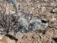 Acmispon argophyllus adsurgens