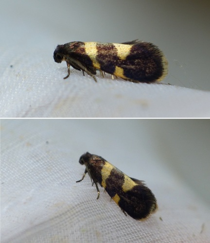 Lampronia luzella