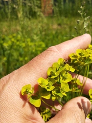 Euphorbia esula