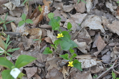 Viola eriocarpa
